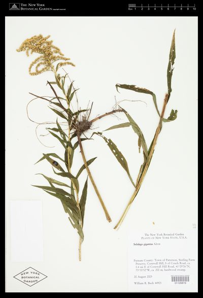 Herbarium sheet of Solidago gigantea. The New York Botanical Garden, accession 01126819.