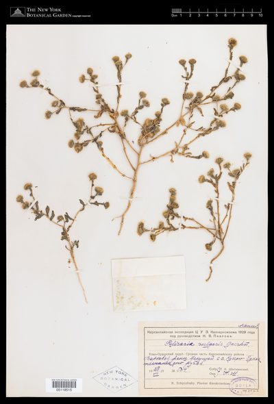 Herbarium sheet of Pulicaria vulgaris. The New York Botanical Garden, accession 5118515.