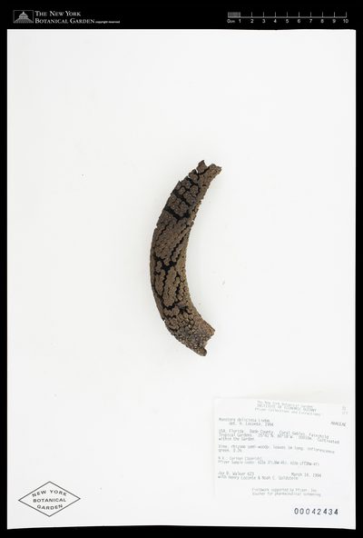 Herbarium sheet of Monstera deliciosa. The New York Botanical Garden, accession 42434.