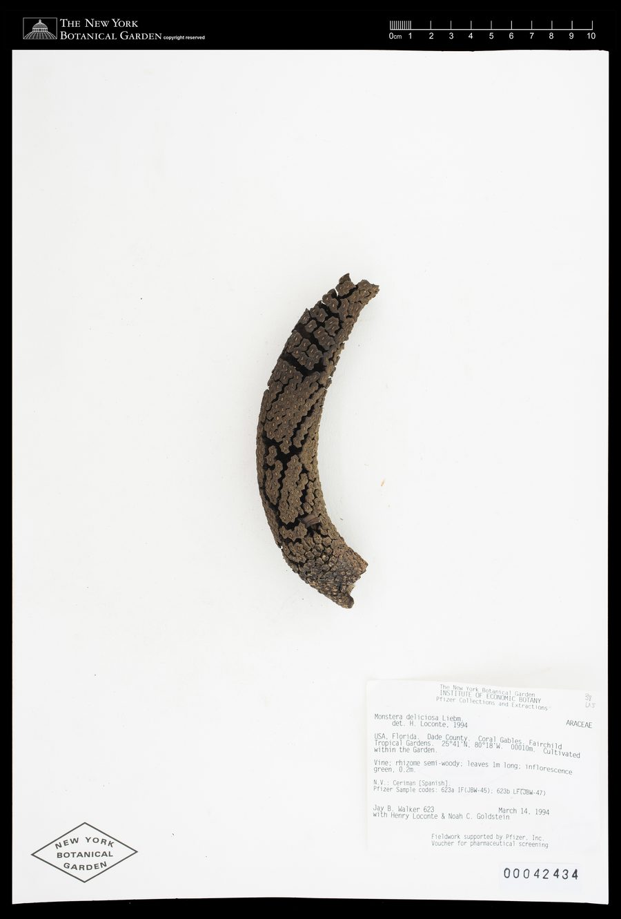 Herbarium sheet of Monstera deliciosa