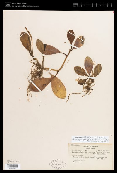 Herbarium sheet of Peperomia obtusifolia. The New York Botanical Garden, accession 222545.