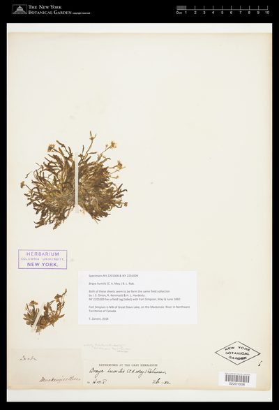Herbarium sheet of Braya humilis. The New York Botanical Garden, accession 02201008.