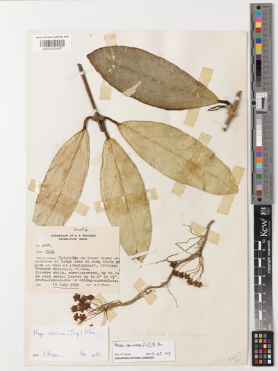 Herbarium sheet of Hoya carnosa. Royal Botanic Gardens, Kew, accession K001325497.