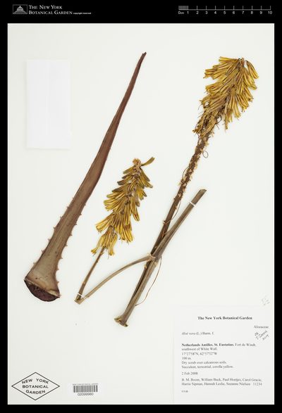Herbarium sheet of Aloe vera. The New York Botanical Garden, accession 02099980.