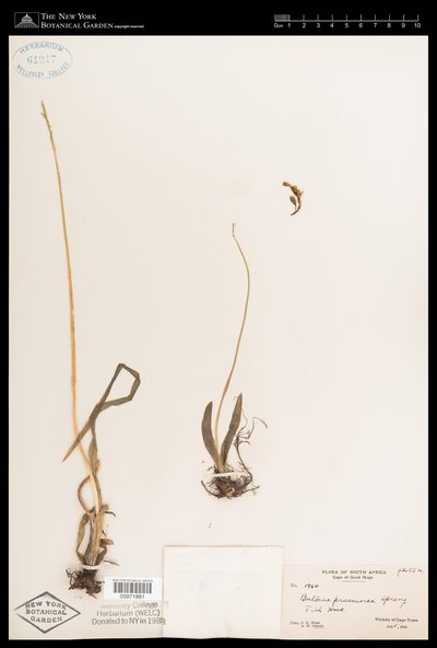 Herbarium sheet of Bulbine praemorsa. The New York Botanical Garden, accession 03971881.