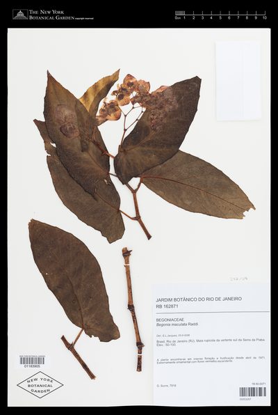Herbarium sheet of Begonia maculata. The New York Botanical Garden, accession 1183905.