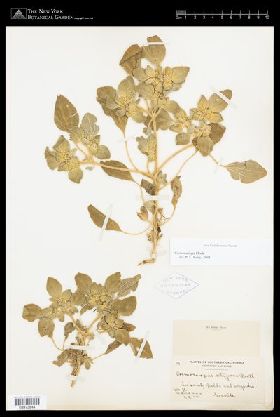 Herbarium sheet of Croton setiger. The New York Botanical Garden, accession 3973844.