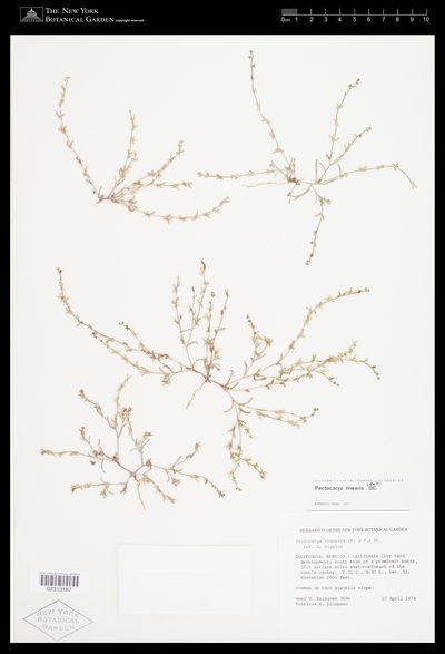 Herbarium sheet of Pectocarya linearis. The New York Botanical Garden, accession 02313187.