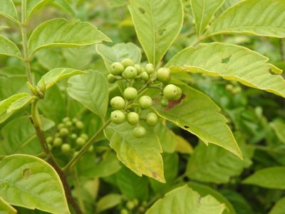 Cipadessa baccifera, photographed by Ashwin Viswanathan