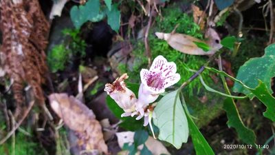 Hemiboea bicornuta, photographed by 鄒加驊