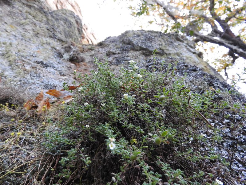 Nama origanifolia, photographed by Oscar Alejandro Morales Juárez