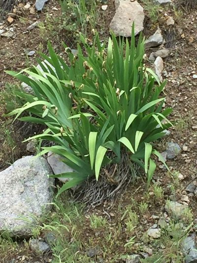 Iris imbricata, photographed by Andre Hosper