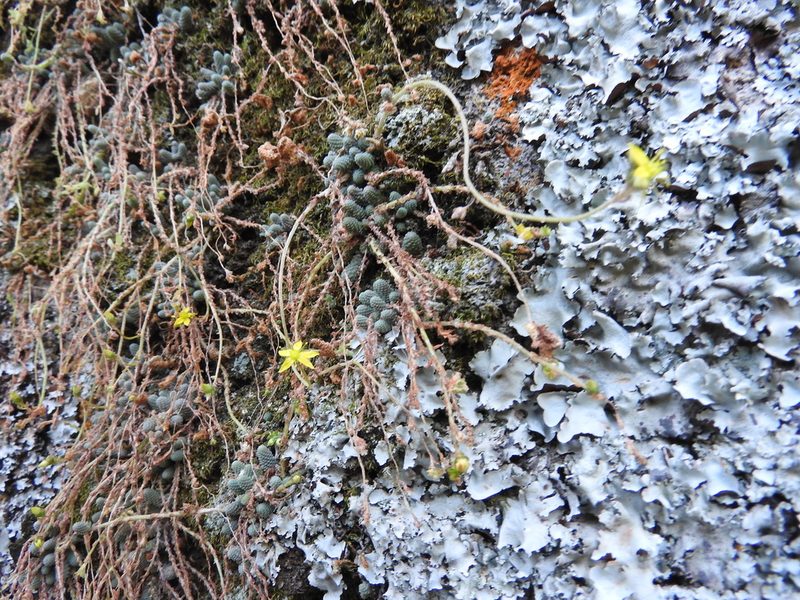 Sedum greggii, photographed by Oscar Alejandro Morales Juárez