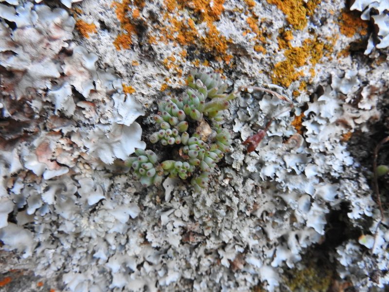 Graptopetalum pachyphyllum, photographed by Oscar Alejandro Morales Juárez