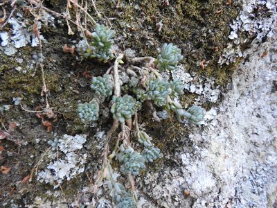 Graptopetalum pachyphyllum, photographed by Oscar Alejandro Morales Juárez