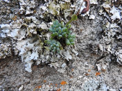 Graptopetalum pachyphyllum, photographed by Oscar Alejandro Morales Juárez