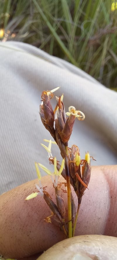 Tetraria capillacea, photographed by kevin koen