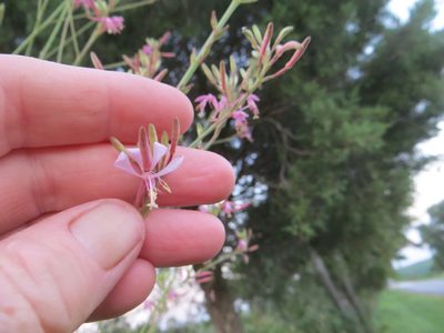 Oenothera filiformis, photographed by Barbara Banfield