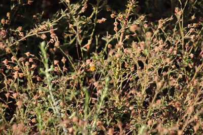Hermannia multiflora, photographed by Tony Rebelo