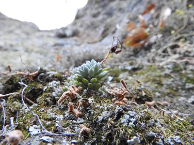 Graptopetalum pachyphyllum, photographed by Oscar Alejandro Morales Juárez