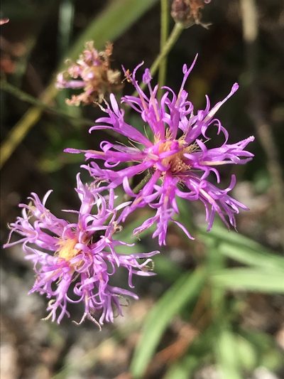 Vernonia blodgettii, photographed by gcschmidt911