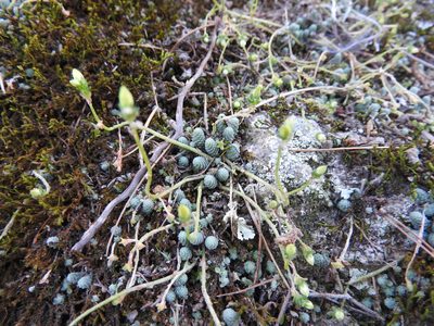 Sedum greggii, photographed by Oscar Alejandro Morales Juárez