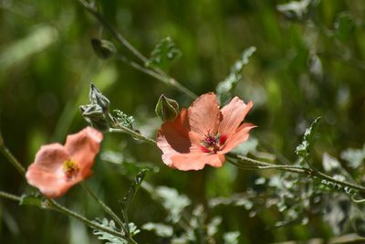Sphaeralcea miniata, photographed by veonatura