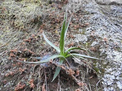 Agave schidigera, photographed by Oscar Alejandro Morales Juárez