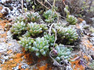 Graptopetalum pachyphyllum, photographed by Oscar Alejandro Morales Juárez
