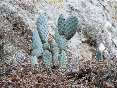 Opuntia hyptiacantha, photographed by Oscar Alejandro Morales Juárez
