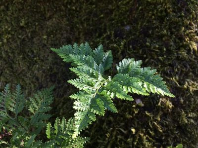 Davallia canariensis, photographed by dbmhartley