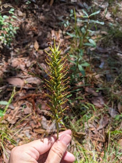 Platanthera chapmanii, photographed by Alison Northup