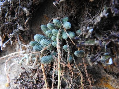 Sedum greggii, photographed by Oscar Alejandro Morales Juárez