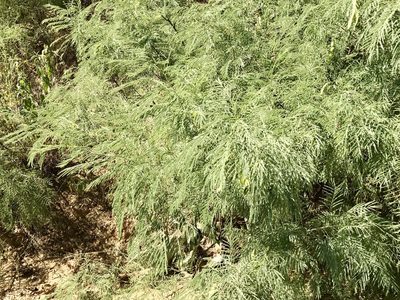 Mariosousa millefolia, photographed by CK2AZ