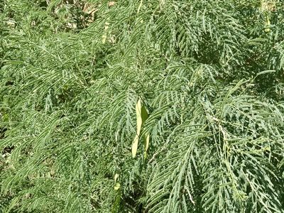 Mariosousa millefolia, photographed by CK2AZ
