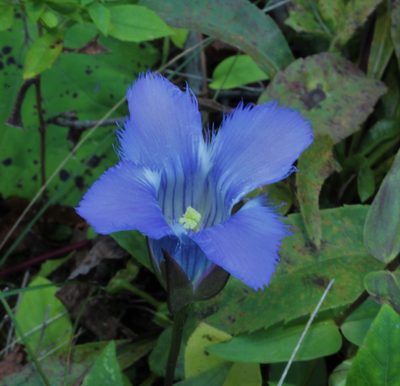 Gentianopsis crinita, photographed by Sarah Culliton