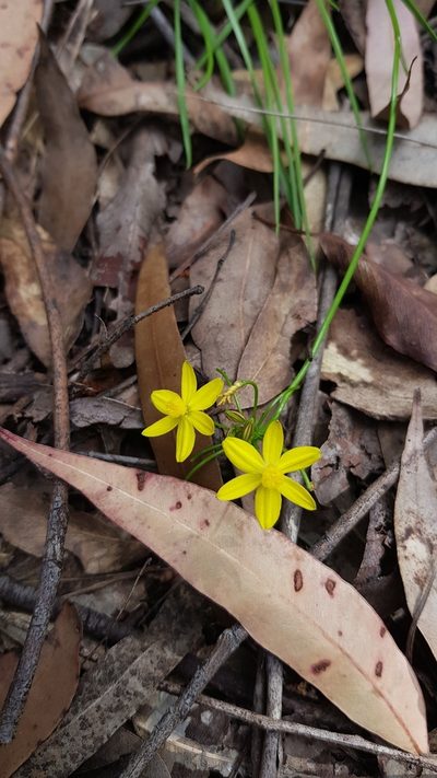 Tricoryne simplex, photographed by Sofia Zvolanek