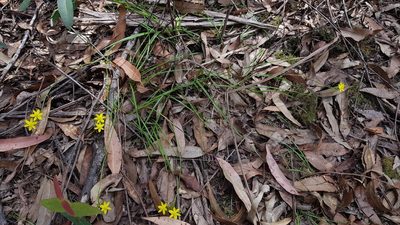 Tricoryne simplex, photographed by Sofia Zvolanek