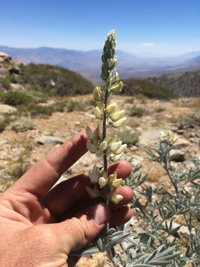 Lupinus padre-crowleyi, photographed by Martin Purdy
