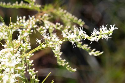 Eupatorium leptophyllum, photographed by Nash Turley