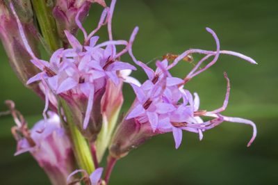 Liatris laevigata, photographed by Nash Turley