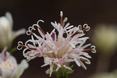 Palafoxia integrifolia, photographed by Nash Turley