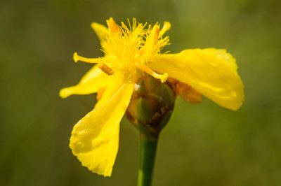 Xyris elliottii, photographed by Nash Turley