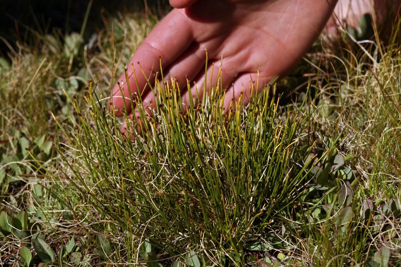 Trichophorum clementis, photographed by Steve Matson