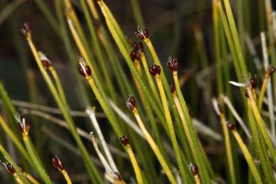 Trichophorum clementis, photographed by Steve Matson