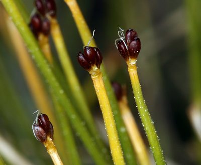 Trichophorum clementis, photographed by Steve Matson