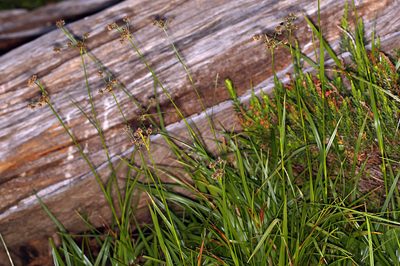 Scirpus congdonii, photographed by Steve Matson