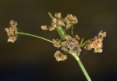 Scirpus congdonii, photographed by Steve Matson