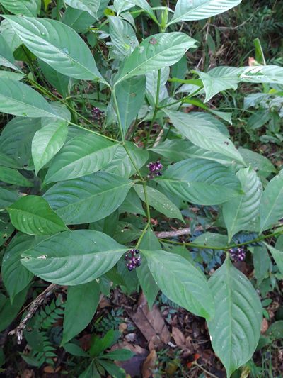 Palicourea gracilenta, photographed by keesgroenendijk