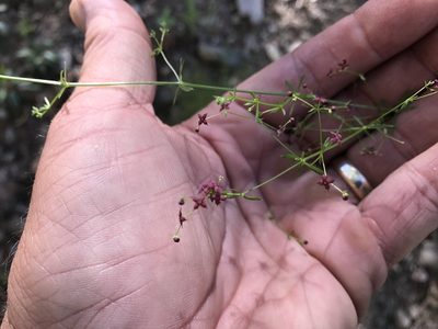 Galium wrightii, photographed by CK2AZ